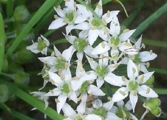 植物常识问题|吃花的蔬菜有哪些 食花蔬菜种类名称及图片大全