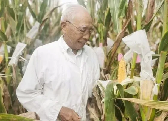 植物常识问题|玉米十大名牌种子 中国玉米种子最好的品种排行榜