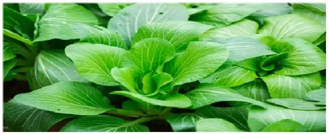 白菜苗后专用除草剂 | 三农问答