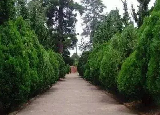 植物常识问题|柏木不进门是什么意思 柏木家具不进门的讲究