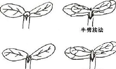 植物常识问题|蔬菜育苗常用的嫁接方法和技术（蔬菜嫁接技术大全图解）