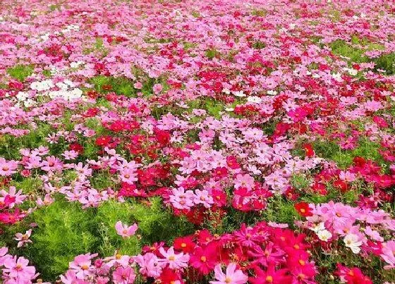 植物常识问题|格桑花怎么种植方法