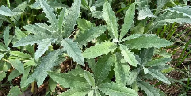 植物常识问题|大蓟和小蓟的区别图