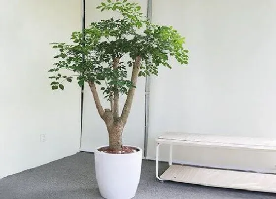 植物常识问题|平安树平时如何养护