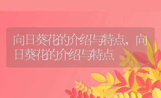 向日葵花的介绍与特点,向日葵花的介绍与特点 | 养殖常见问题