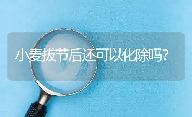 小麦拔节后还可以化除吗? | 养殖问题解答