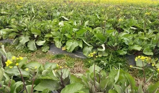 红油菜苔种植时间和方法什么时间种植好,红油菜苔高产栽培技术？