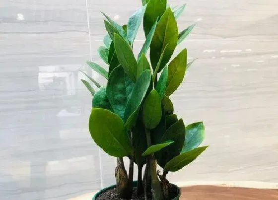 植物常识问题|养护金钱树如何改善黄叶