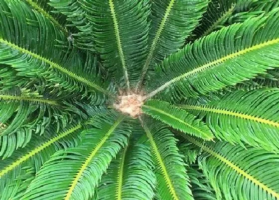 植物常识问题|为什么家里不能养铁树 家里种铁树到底好不好吉利吗