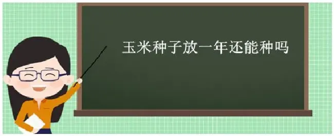 玉米种子放一年还能种吗 | 农业答疑