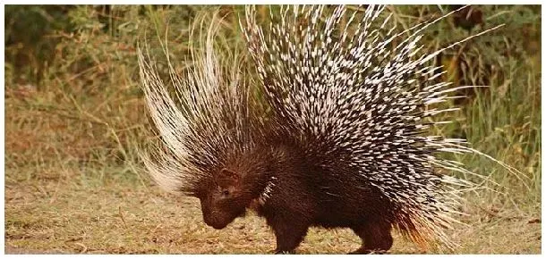 豪猪天敌是什么动物 | 三农问答