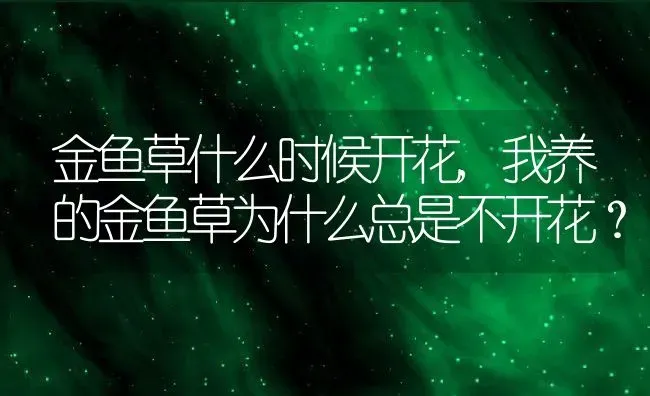 金鱼草什么时候开花,我养的金鱼草为什么总是不开花？ | 养殖常见问题
