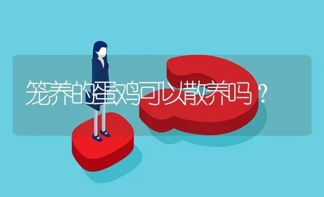 笼养的蛋鸡可以散养吗? | 养殖问题解答