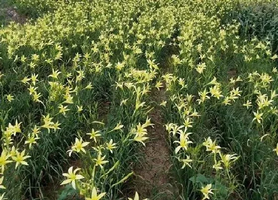 植物常识问题|吃花的蔬菜有哪些 食花蔬菜种类名称及图片大全