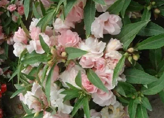 植物常识问题|凤仙花传播种子的方法 靠什么方法传播种子的