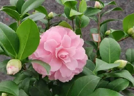 植物常识问题|北方如何养护茶花根不烂还开满小花苞