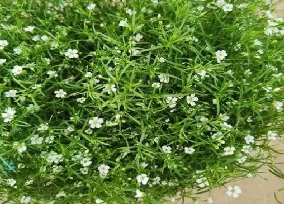 植物常识问题|家中如何养殖满天星绚丽多姿全年有花赏