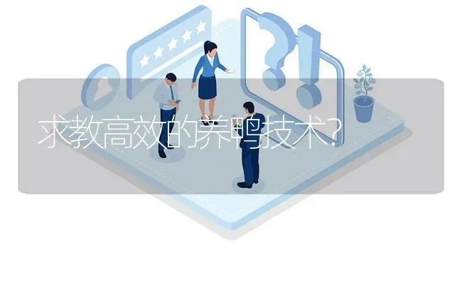 求教高效的养鸭技术? | 养殖问题解答