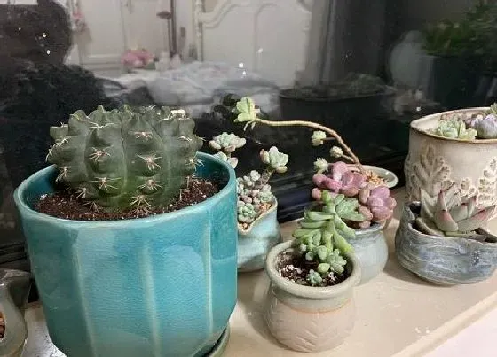 植物常识问题|仙人球上盆前需要注意哪些细节