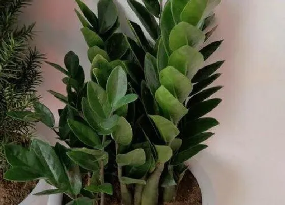植物常识问题|金钱树黄叶怎么办  如何养恢复翠绿