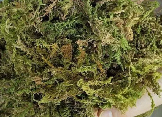 植物常识问题|如何用水苔栽种蝴蝶兰长势良好