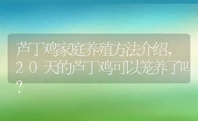 芦丁鸡家庭养殖方法介绍,20天的芦丁鸡可以笼养了吗？ | 养殖常见问题