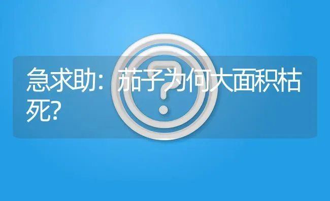 急求助：茄子为何大面积枯死? | 养殖问题解答