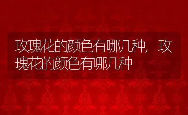 玫瑰花的颜色有哪几种,玫瑰花的颜色有哪几种 | 养殖常见问题