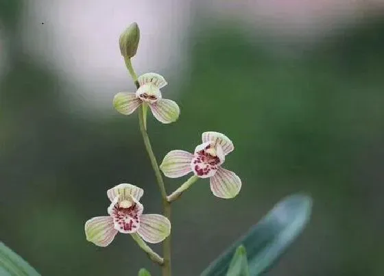 植物常识问题|兰花如何做好平时检查工作