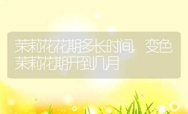 茉莉花花期多长时间,变色茉莉花期开到几月 | 养殖常见问题