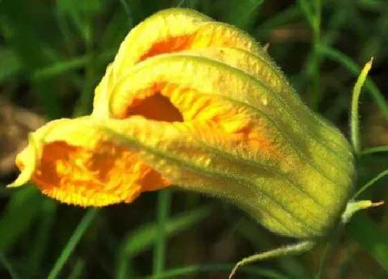 植物常识问题|吃花的蔬菜有哪些 食花蔬菜种类名称及图片大全