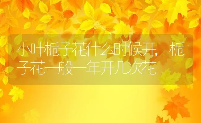 小叶栀子花什么时候开,栀子花一般一年开几次花 | 养殖常见问题