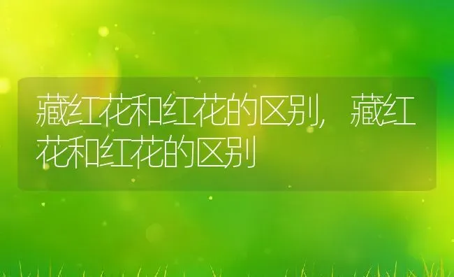 藏红花和红花的区别,藏红花和红花的区别 | 养殖常见问题