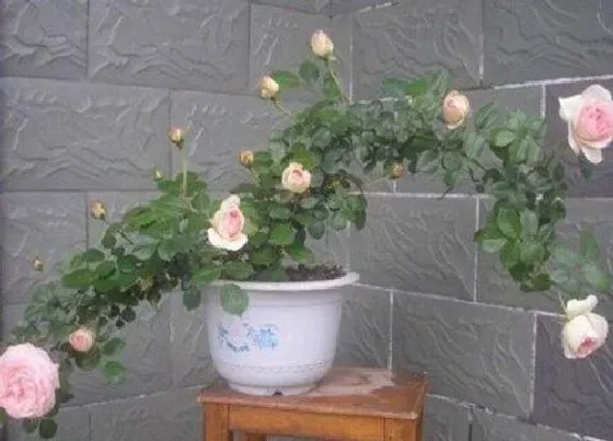 植物常识问题|盆栽月季花的养殖方法