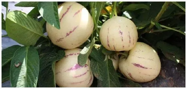 人参果多久开花多久结果 | 农业问题
