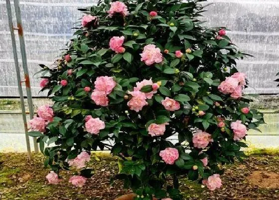 植物常识问题|北方如何养护茶花根不烂还开满小花苞