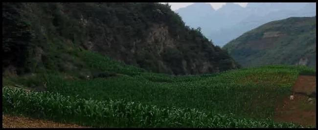 种玉米最简单的方法 | 农业常识