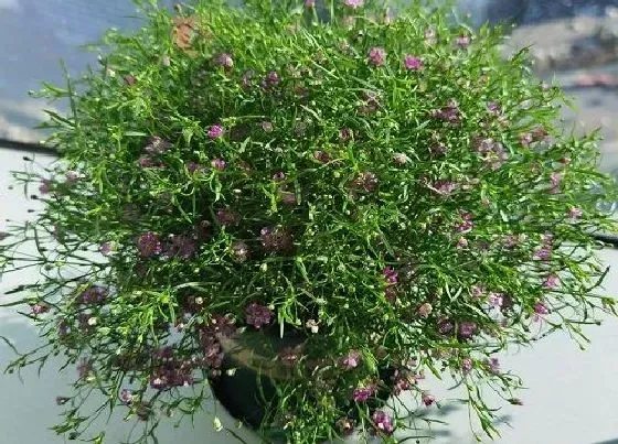 植物常识问题|家中如何养殖满天星绚丽多姿全年有花赏