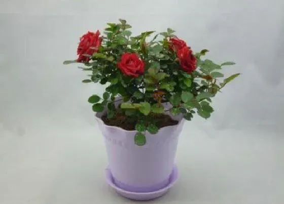 植物常识问题|盆栽月季花的养殖方法