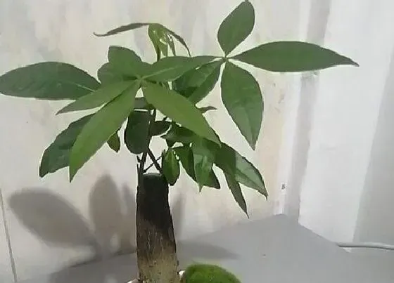 植物常识问题|室内如何养好平安树生长旺盛