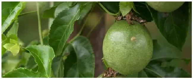 百香果花期是多久 | 农业问题