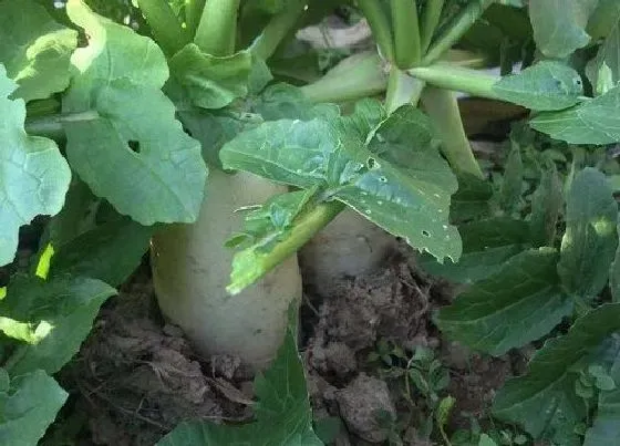 植物常识问题|种的萝卜苗追什么肥比较好（种萝卜应该施加什么肥料）