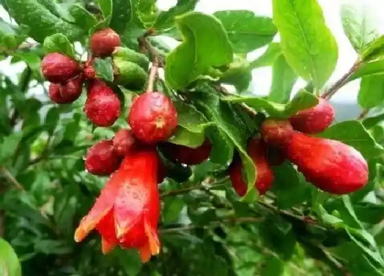 植物常识问题|盆栽石榴树如何打顶长得枝繁叶茂