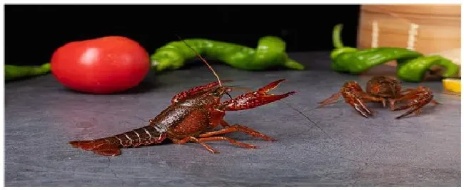 下雨天龙虾容易进笼吗 | 科普知识