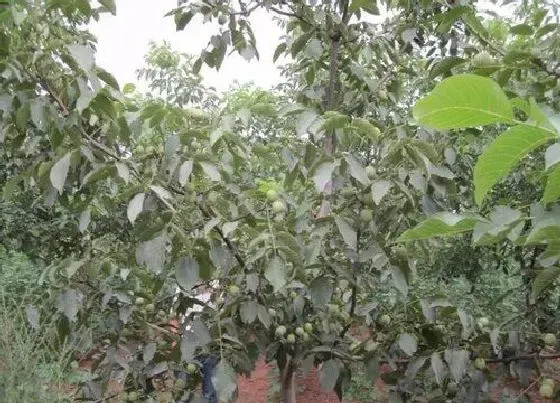 植物常识问题|核桃树怎样修剪