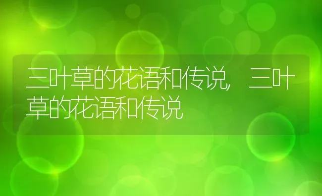 三叶草的花语和传说,三叶草的花语和传说 | 养殖常见问题