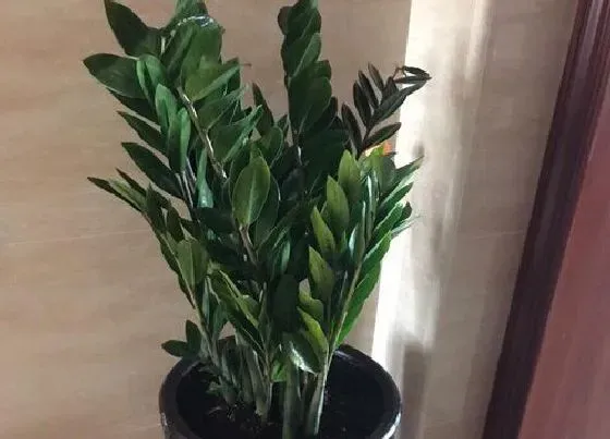 植物常识问题|金钱树黄叶怎么办  如何养恢复翠绿