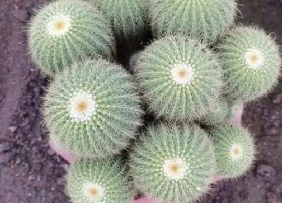 植物常识问题|仙人球上盆前需要注意哪些细节