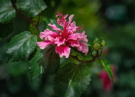 植物常识问题|重瓣朱槿和扶桑的区别