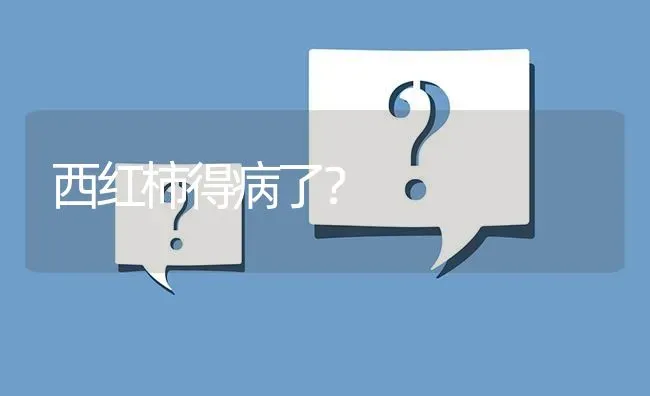 西红柿得病了? | 养殖问题解答
